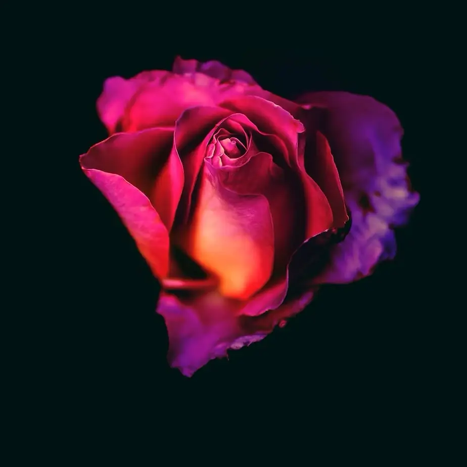 Rose Journey COVER orig