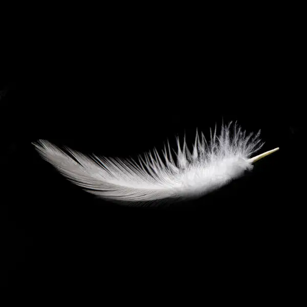 White Feather