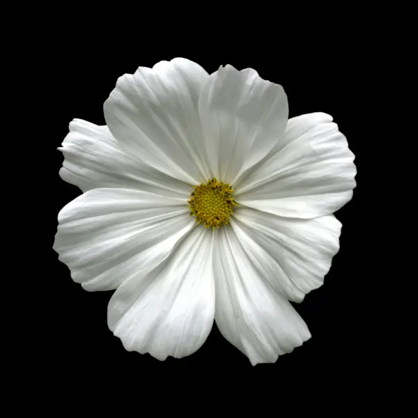 White Flower